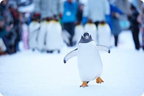 画像：ペンギンの散歩